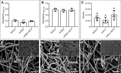 Candida albicans SET3 Plays a Role in Early Biofilm Formation, Interaction With Pseudomonas aeruginosa and Virulence in Caenorhabditis elegans